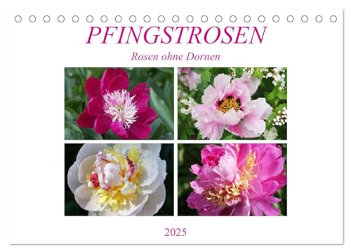 PFINGSTROSEN Rosen ohne Dornen (Tischkalender 2025 DIN A5 quer), CALVENDO Monatskalender von CALVENDO