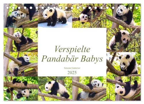 Pandabär Babys (Tischkalender 2025 DIN A5 quer), CALVENDO Monatskalender von CALVENDO