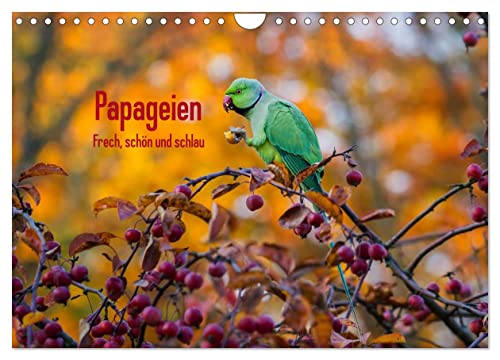 Papageien - Frech, schön und schlau (Wandkalender 2025 DIN A4 quer), CALVENDO Monatskalender von CALVENDO
