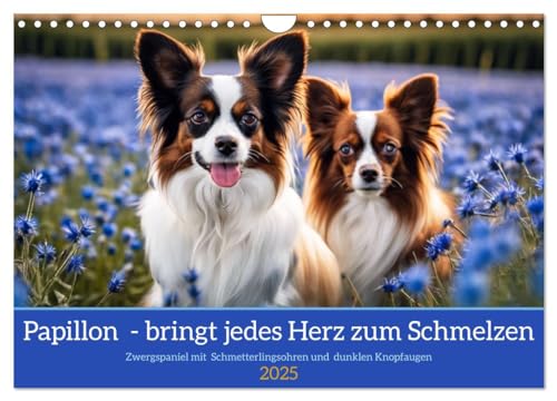 Papillon - bringt jedes Herz zum Schmelzen (Wandkalender 2025 DIN A4 quer), CALVENDO Monatskalender von CALVENDO