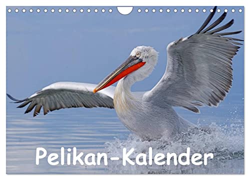 Pelikan-Kalender (Wandkalender 2025 DIN A4 quer), CALVENDO Monatskalender von CALVENDO