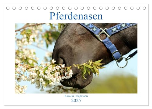 Pferdenasen (Tischkalender 2025 DIN A5 quer), CALVENDO Monatskalender von CALVENDO