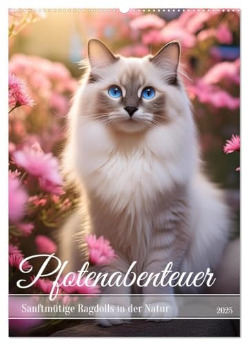 Pfotenabenteuer - Ragdolls in der Natur (Wandkalender 2025 DIN A2 hoch), CALVENDO Monatskalender von CALVENDO