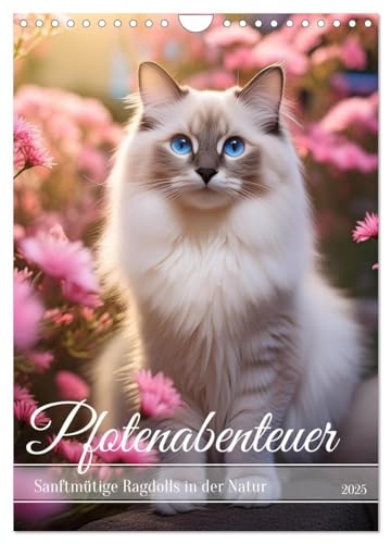 Pfotenabenteuer - Ragdolls in der Natur (Wandkalender 2025 DIN A4 hoch), CALVENDO Monatskalender von CALVENDO