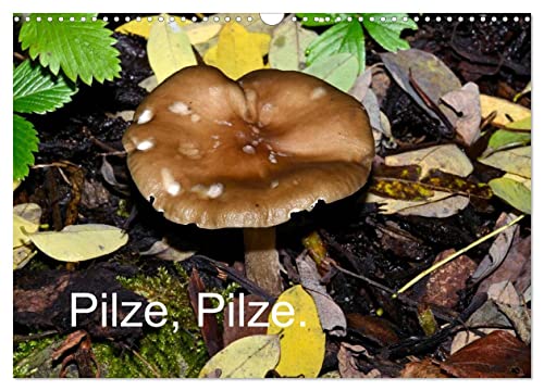 Pilze, Pilze (Wandkalender 2026 DIN A3 quer), CALVENDO Monatskalender: Nahaufnahmen von Waldpilzen (CALVENDO Natur) von Calvendo