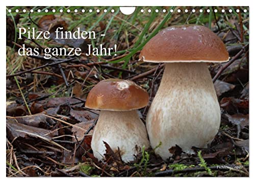 Pilze finden - das ganze Jahr! (Wandkalender 2025 DIN A4 quer), CALVENDO Monatskalender von CALVENDO