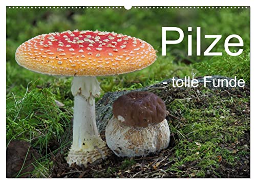 Pilze - tolle Funde (Wandkalender 2025 DIN A2 quer), CALVENDO Monatskalender: Ein Kaleidoskop außergewöhnlicher Pilzfunde. (CALVENDO Natur) von Calvendo