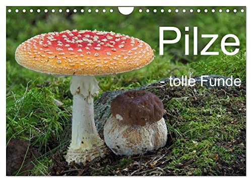 Pilze - tolle Funde (Wandkalender 2025 DIN A4 quer), CALVENDO Monatskalender von CALVENDO