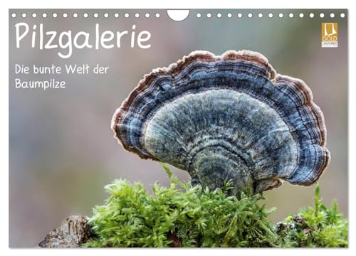 Pilzgalerie - Die bunte Welt der Baumpilze (Wandkalender 2025 DIN A4 quer), CALVENDO Monatskalender von CALVENDO