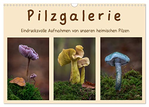 Pilzgalerie - Eindrucksvolle Aufnahmen von unseren heimischen Pilzen (Wandkalender 2025 DIN A3 quer), CALVENDO Monatskalender von CALVENDO