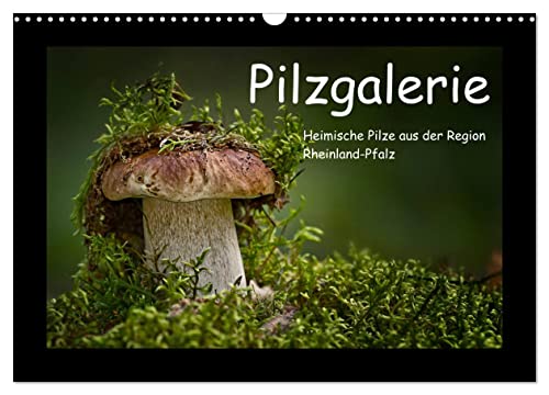 Pilzgalerie - Heimische Pilze aus der Region Rheinland-Pfalz (Wandkalender 2025 DIN A3 quer), CALVENDO Monatskalender von CALVENDO