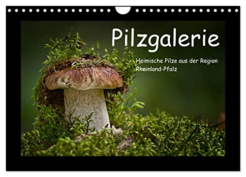 Pilzgalerie - Heimische Pilze aus der Region Rheinland-Pfalz (Wandkalender 2025 DIN A4 quer), CALVENDO Monatskalender von CALVENDO
