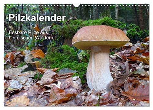 Pilzkalender (Wandkalender 2025 DIN A3 quer), CALVENDO Monatskalender von CALVENDO