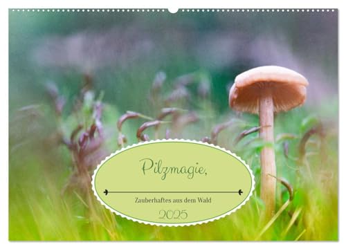 Pilzmagie (Wandkalender 2025 DIN A2 quer), CALVENDO Monatskalender: Kleine Pilze im Makro ganz groß dargestellt (CALVENDO Natur) von Calvendo