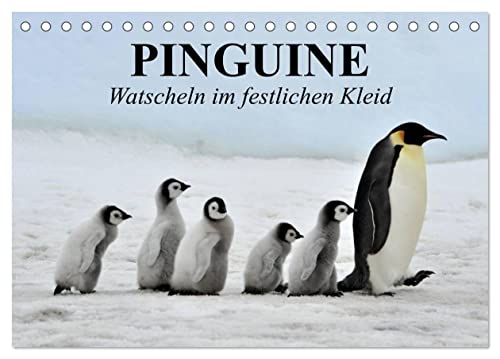 Pinguine - Watscheln im festlichen Kleid (Tischkalender 2025 DIN A5 quer), CALVENDO Monatskalender von CALVENDO
