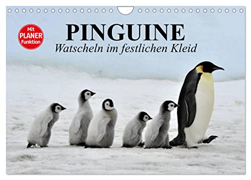 Pinguine - Watscheln im festlichen Kleid (Wandkalender 2025 DIN A4 quer), CALVENDO Monatskalender von CALVENDO