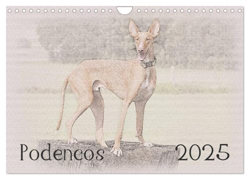 Podencos 2025 (Wandkalender 2025 DIN A4 quer), CALVENDO Monatskalender von CALVENDO