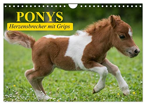 Ponys. Herzensbrecher mit Grips (Wandkalender 2025 DIN A4 quer), CALVENDO Monatskalender von CALVENDO