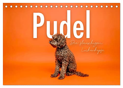 Pudel - Die flauschigen Lockenköpfe. (Tischkalender 2025 DIN A5 quer), CALVENDO Monatskalender von CALVENDO