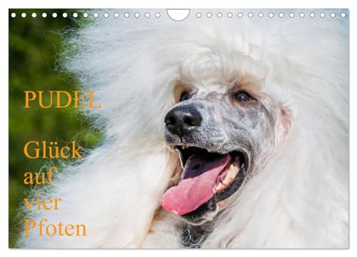 Pudel - Glück auf vier Pfoten (Wandkalender 2025 DIN A4 quer), CALVENDO Monatskalender von CALVENDO