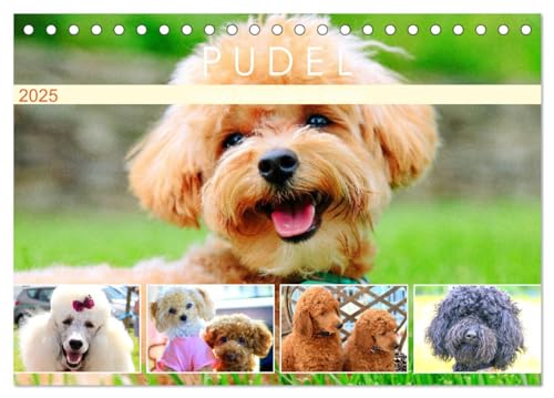 Pudel. Lustige Allrounder im Wollfell (Tischkalender 2025 DIN A5 quer), CALVENDO Monatskalender von CALVENDO