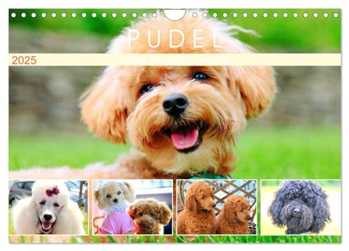 Pudel. Lustige Allrounder im Wollfell (Wandkalender 2025 DIN A4 quer), CALVENDO Monatskalender von CALVENDO