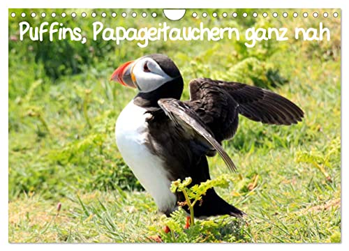 Puffins, Papageitauchern ganz nah (Wandkalender 2025 DIN A4 quer), CALVENDO Monatskalender von CALVENDO