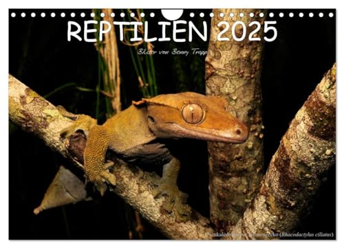 REPTILIEN (Wandkalender 2025 DIN A4 quer), CALVENDO Monatskalender von CALVENDO