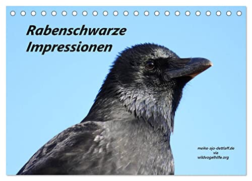 Rabenschwarze Impressionen - meike-ajo-dettlaff.de via wildvogelhlfe.org (Tischkalender 2026 DIN A5 quer), CALVENDO Monatskalender: Faszination Rabenvögel - Corvidae (CALVENDO Tiere) von Calvendo
