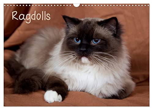 Ragdolls (Wandkalender 2025 DIN A3 quer), CALVENDO Monatskalender von CALVENDO