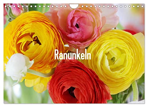 Ranunkeln (Wandkalender 2025 DIN A4 quer), CALVENDO Monatskalender von CALVENDO