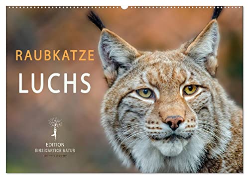 Raubkatze Luchs (Wandkalender 2025 DIN A2 quer), CALVENDO Monatskalender von CALVENDO