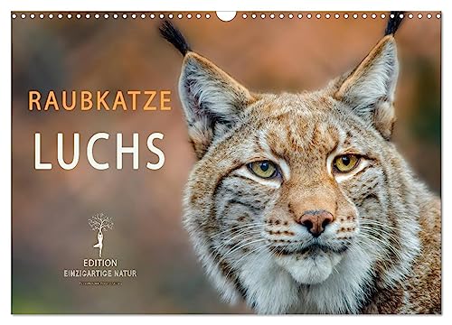 Raubkatze Luchs (Wandkalender 2025 DIN A3 quer), CALVENDO Monatskalender von CALVENDO