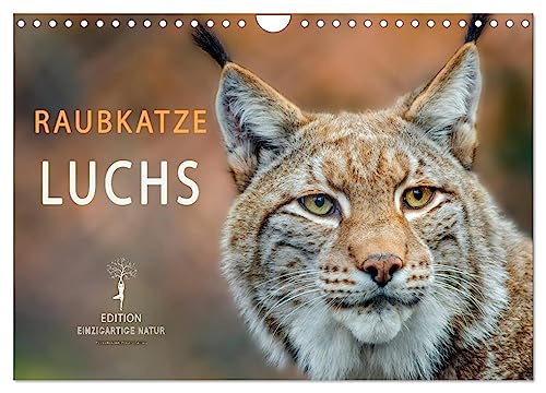 Raubkatze Luchs (Wandkalender 2025 DIN A4 quer), CALVENDO Monatskalender von CALVENDO