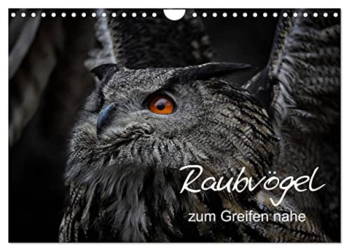 Raubvögel zum Greifen nahe (Wandkalender 2026 DIN A4 quer), CALVENDO Monatskalender: Raubvogelportraits (CALVENDO Tiere) von Calvendo