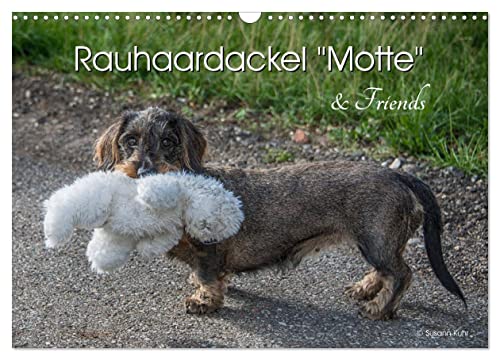 Rauhaardackel Motte & Friends (Wandkalender 2025 DIN A3 quer), CALVENDO Monatskalender von CALVENDO