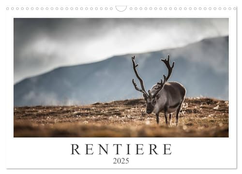 Rentiere (Wandkalender 2025 DIN A3 quer), CALVENDO Monatskalender von CALVENDO