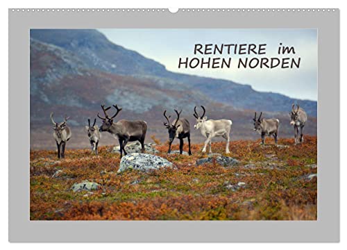 Rentiere im Hohen Norden (Wandkalender 2025 DIN A2 quer), CALVENDO Monatskalender von CALVENDO