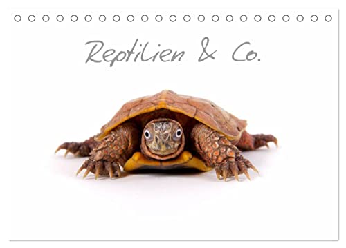 Reptilien & Co. (Tischkalender 2025 DIN A5 quer), CALVENDO Monatskalender von CALVENDO
