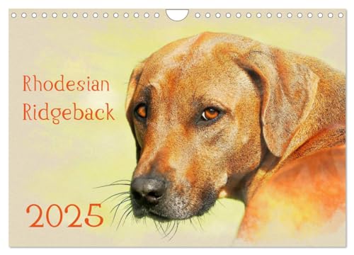 Rhodesian Ridgeback 2025 (Wandkalender 2025 DIN A4 quer), CALVENDO Monatskalender von CALVENDO