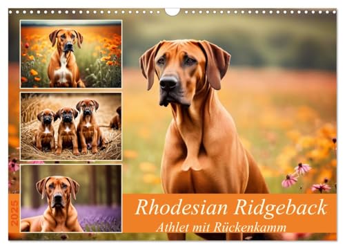 Rhodesian Ridgeback - Athlet mit Rückenkamm (Wandkalender 2025 DIN A3 quer), CALVENDO Monatskalender von CALVENDO
