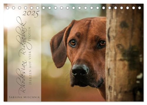 Rhodesian Ridgeback - Herzen auf vier Pfoten (Tischkalender 2025 DIN A5 quer), CALVENDO Monatskalender von CALVENDO