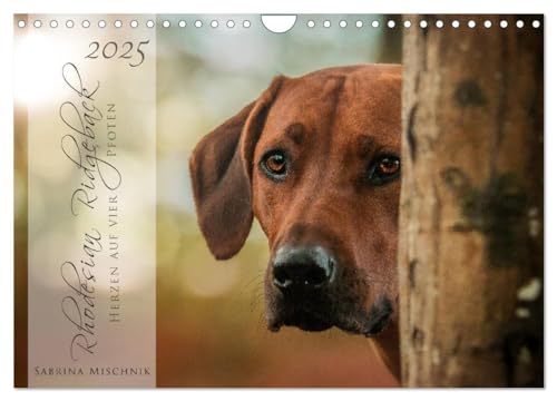 Rhodesian Ridgeback - Herzen auf vier Pfoten (Wandkalender 2025 DIN A4 quer), CALVENDO Monatskalender von CALVENDO