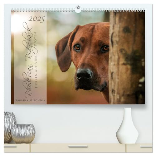 Rhodesian Ridgeback - Herzen auf vier Pfoten (hochwertiger Premium Wandkalender 2025 DIN A2 quer), Kunstdruck in Hochglanz von CALVENDO