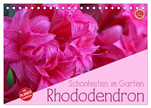 Rhododendron Schönheiten im Garten (Tischkalender 2026 DIN A5 quer), CALVENDO Monatskalender von CALVENDO