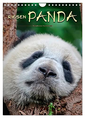 Riesenpanda (Wandkalender 2025 DIN A4 hoch), CALVENDO Monatskalender von CALVENDO