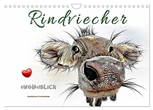 Rindviecher unglaublich (Wandkalender 2025 DIN A4 quer), CALVENDO Monatskalender von CALVENDO