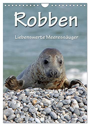 Robben (Wandkalender 2025 DIN A4 hoch), CALVENDO Monatskalender von CALVENDO