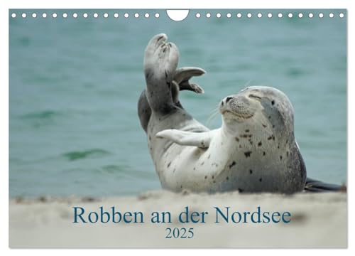 Robben an der Nordsee (Wandkalender 2025 DIN A4 quer), CALVENDO Monatskalender von CALVENDO