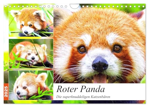 Roter Panda. Die superknuddeligen Katzenbären (Wandkalender 2025 DIN A4 quer), CALVENDO Monatskalender: Die putzigen Feuerfüchse aus Asien (CALVENDO Tiere) von Calvendo